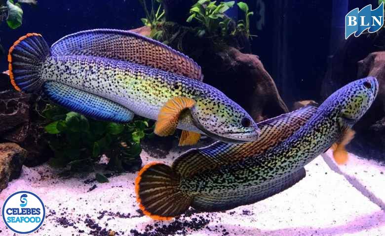 Snakehead Fish: A Healthy Alternative with a Texture Similar to Chicken Meat